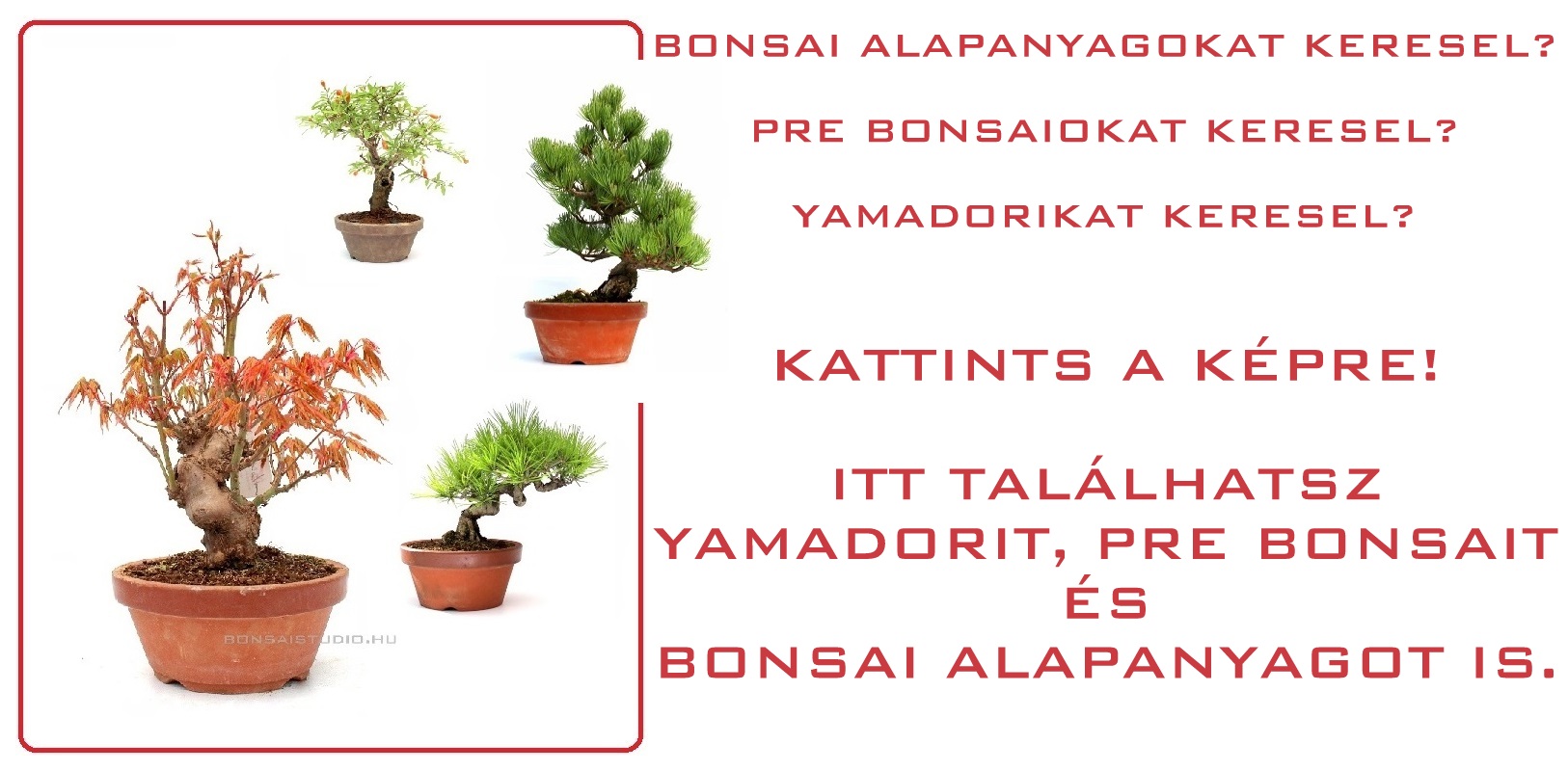 bonsai, bonsaj, prebonsai, bonsai alapanyag, bonsai eloanyag, vasarlas rendeles, ordering, buying, marczika bonsai studio, erd, hungary, yamadori bonsai eloanyagok prebonsaiok es konteneres bonsai fa a marczika kerteszetbol